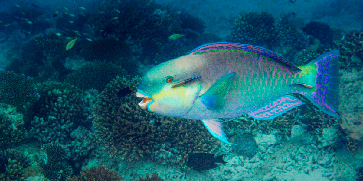 Pono