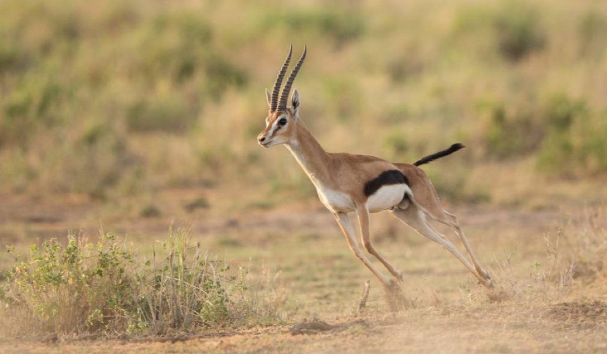 Swala